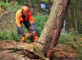 Best Stump Grinding and Removal  in Golden Valley, MN