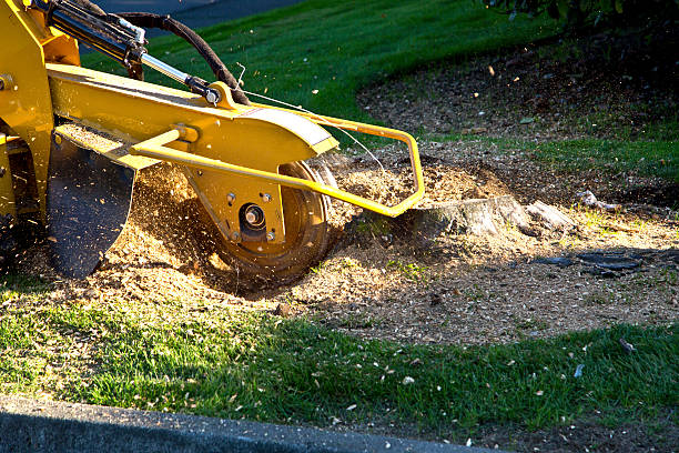 Golden Valley, MN Tree Removal Company