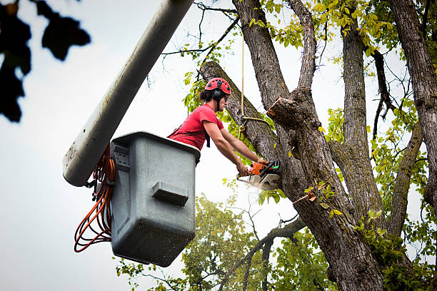 Best Tree Cabling and Bracing  in Golden Valley, MN