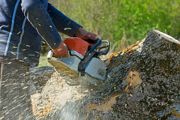 Best Tree Removal  in Golden Valley, MN